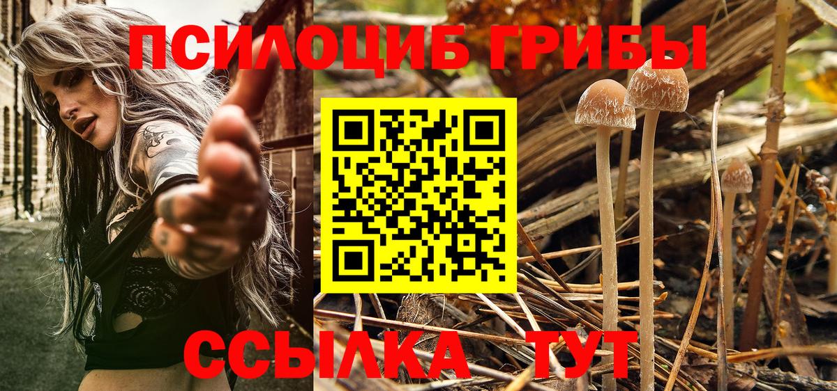 Чусовой  наркотики  Вход с VPN  Псилоцибиновые грибы Psilocybe 